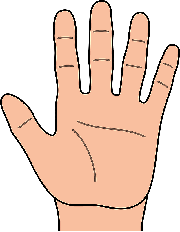 Open Hand - Palm Side clipart. Free download transparent .PNG | Creazilla