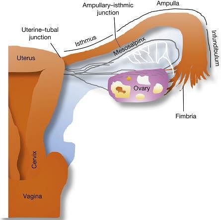 Fallopian Tubes - an overview | ScienceDirect Topics