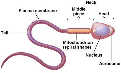 The middle piece of the sperm contains