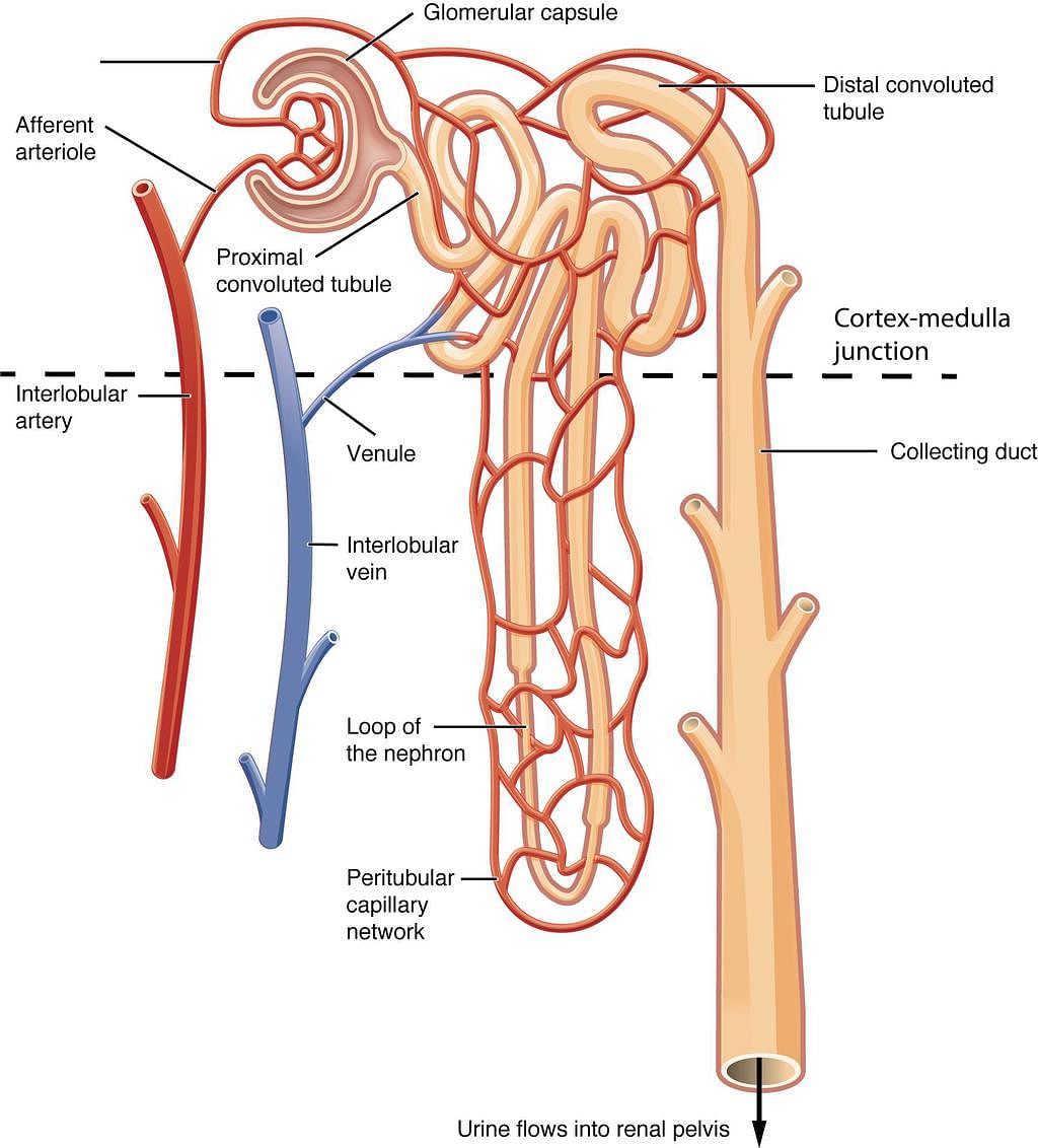 25.2 Microscopic Anatomy of the Kidney: Anatomy of the Nephron – Anatomy &  Physiology