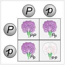 Punnett Squares | epfb