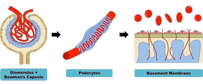 Ultrafiltration | BioNinja