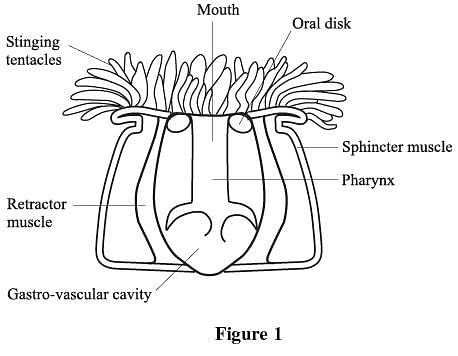 sea anemone anatomy