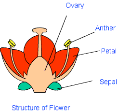 Reproduction in Plants Class 7 Notes Science Chapter 8 Free PDF