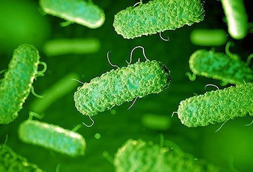 Picture of E. coli Bacteria