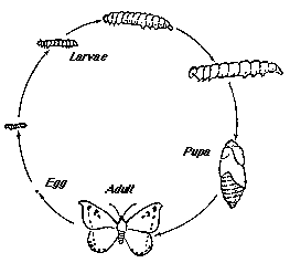 Pests And Diseases And Their Mode Of Action - Plant Protection Measures 