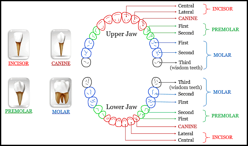 Which of the following pair of teeth differ in str - Tutorix