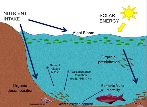 What is eutrophication? Causes, effects and control - Eniscuola