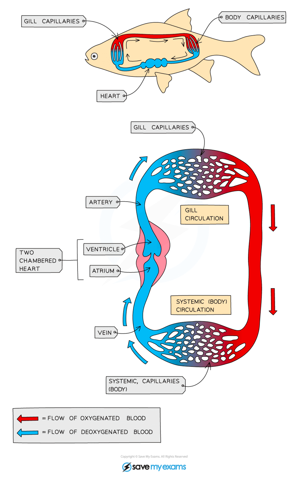 Circulatory System - 2 - Year 9 PDF Download