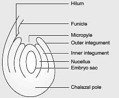 Draw a neat labelled diagram of a mature anatropous ovule before  fertilization.