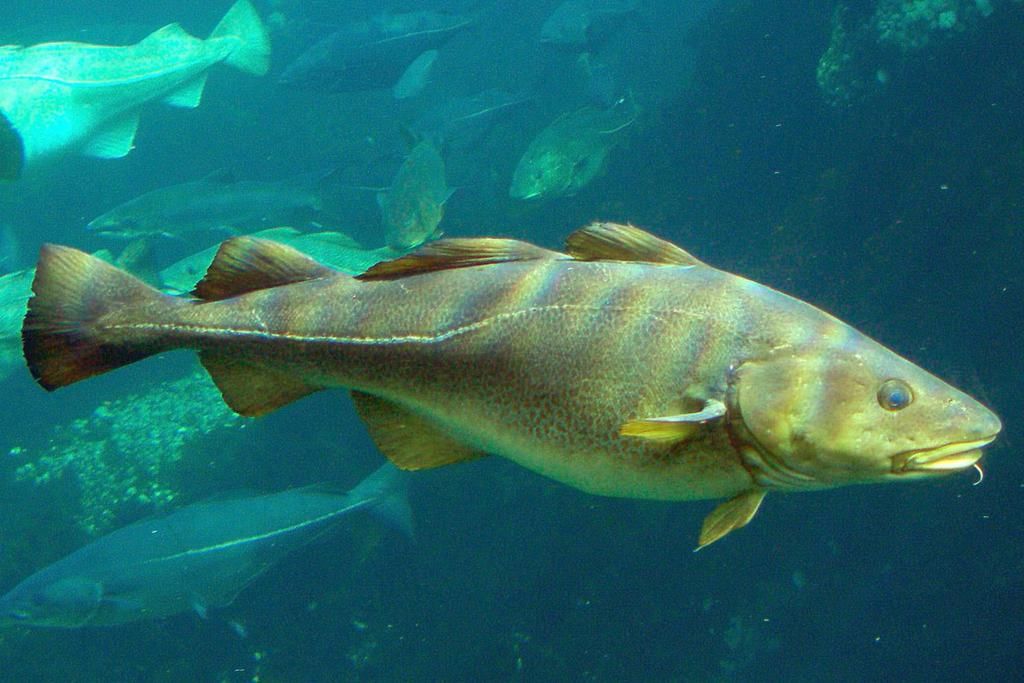 Super Class - Pisces (Chondrichthyes and Osteichthyes) - Biology for ...