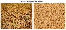 Image result for The crops grown in Rabi season are: 1 Wheat, peas, barley and mustard