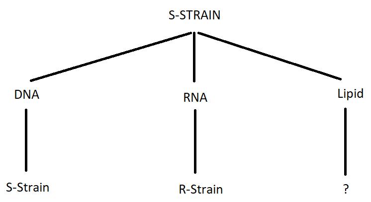 Find what happens when S-strain & biomolecule are together testing transformation