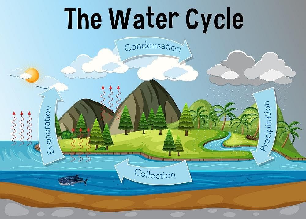 Water Cycle - The Definitive Guide | Biology Dictionary