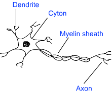 Animal Tissue : Complete Notes, Class 9 Science PDF Download