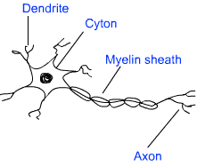 Animal Tissue : Complete Notes, Class 9 Science - Notes - Class 9