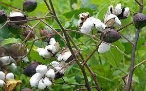 What is the best cotton soil order? - Quora