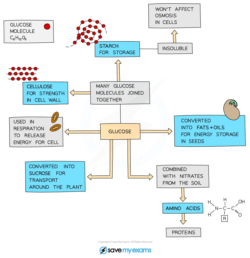 Use And Storage Of Carbohydrates - Year 9 PDF Download